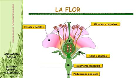 Morfologia De La Flor I Youtube