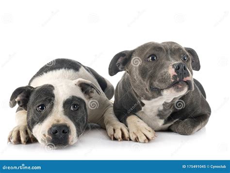 Staffordshire Bull Terriers Stock Image Image Of Couple Purebred