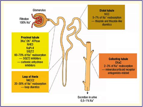 Diuretics A Review Of The Current Knowledge Surma Renal Disease