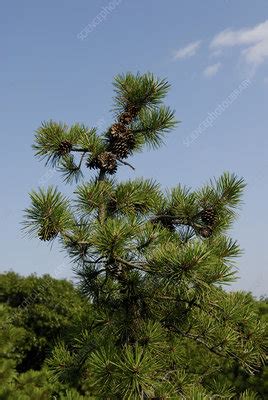 Pitch Pine Tree - Stock Image - C003/8181 - Science Photo Library