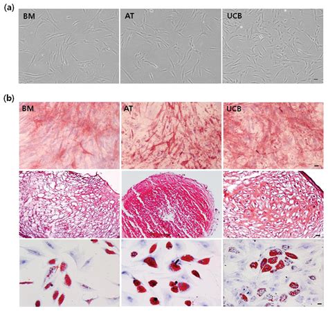 Ijms Free Full Text Comparative Analysis Of Human Mesenchymal Stem