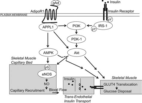 Distinct Mechanisms For Globular Adiponectin That Integrate Vascular