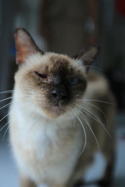 premium photo blind cat srisawat