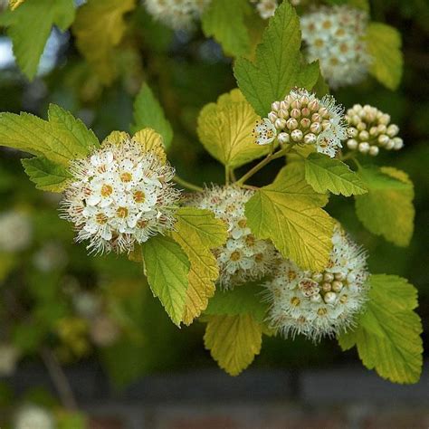 Купить Пузыреплодник калинолистный "Лютеус" (Physocarpus opulifolius ...