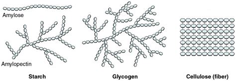 Organic Compounds Essential To Human Functioning Anatomy And Physiology I