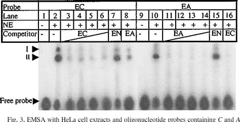 Figure From Advances In Brief A Single Nucleotide Polymorphism In The