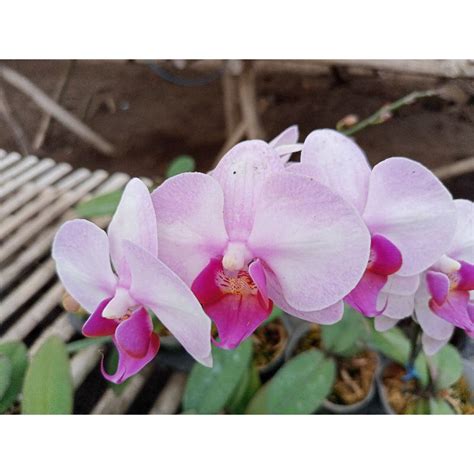 Jual Anggrek Bulan Grade B Afkiran Pink Lidah Ungu Phalaenopsis Hybrid