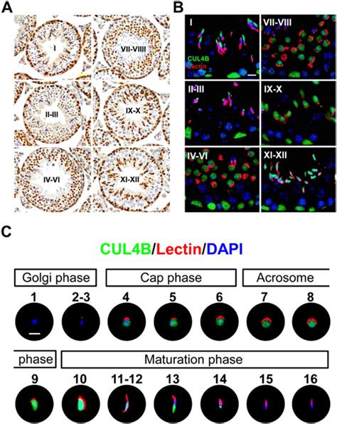 Stage Specific Localization Of Cul4b During Spermatogenesis A