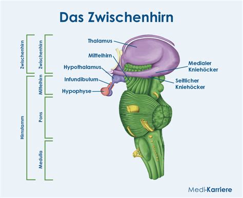 Zwischenhirn Diencephalon Aufbau Und Funktion Medi Karriere