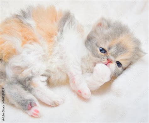 New Born Persian Cats