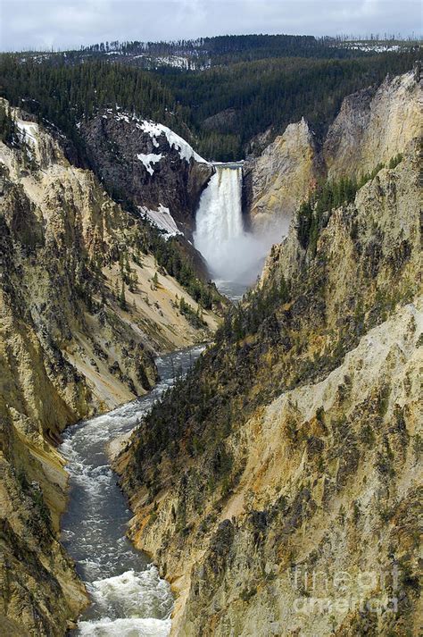 Lower Falls From Artist Point Yellowstone National Park Photograph By