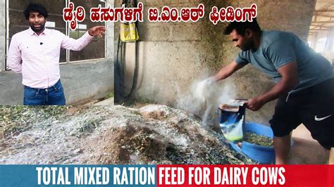 Total Mixed Ration Tmr For Dairy Cows Preparation Of Tmr Feed