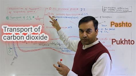 Transport Of Co2 Biology Class 12 Dr Mushtaq Pashto Lectures