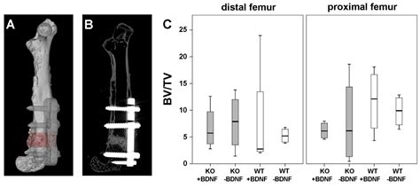 Ijms Free Full Text Effects Of A Pasty Bone Cement Containing Brain