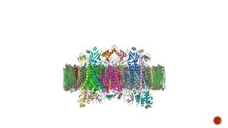 Cytochrome c Oxidase Assay | PPT