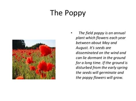 Story of the Memorial Day Poppy