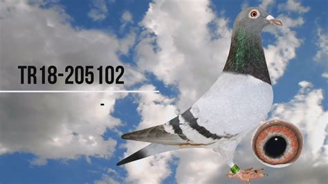 Tr18 205102 Gaby Vandenabeele Pigeon Racing Posta Güvercini İlyas Kılıç