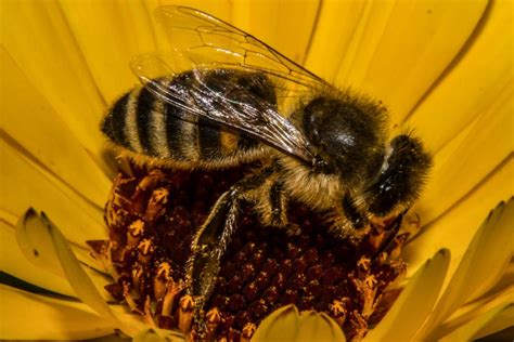 European Honey Bee Foto & Bild | flower, nature, summer Bilder auf ...