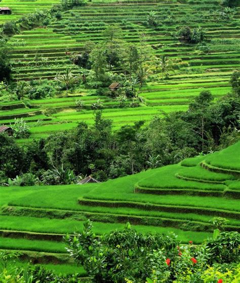 De Terrassen Van De Rijst Bali Indonesi Stock Foto Image Of