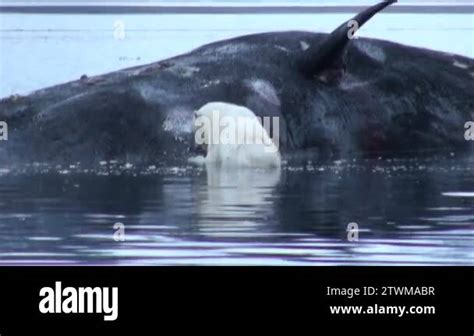 White Polar Bear Eats Dead Whale In Water Of Svalbard Stock Video