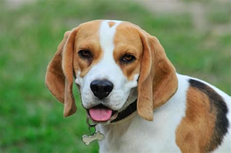 How Much Beagle Puppies Cost Prices Of 1086 Beagle Puppies Reviewed