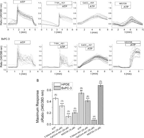 Cl Channel Inhibitors Alter Atp Induced Ca Signals Intracellular