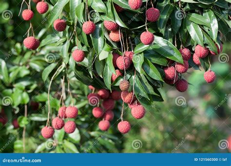 Lychee In Growth On Tree Stock Photo Image Of Summer 121560300