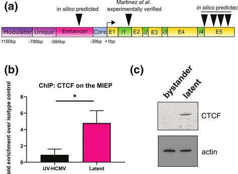 Ctcf Binds The Miep During Hcmv Latency A Schematic Of The Mie