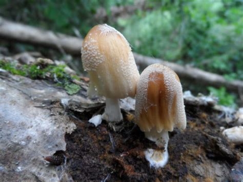 Coprinellus Radicans Asociaci N Gardatxo Elkartea