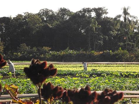 Cu L Son Los Elementos De Sostenibilidad De Un Agroecosistema