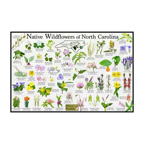 Native Wildflowers Of North Carolina State Flower Field Guide Poster