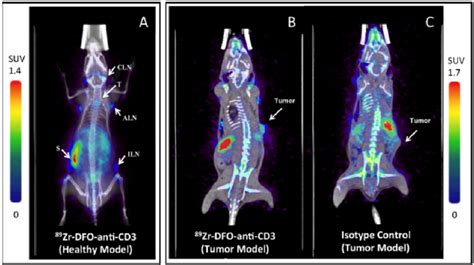 Micro Pet Ct Coronal Images Of Zr Anti Cd Mab In C Bl J Mice At