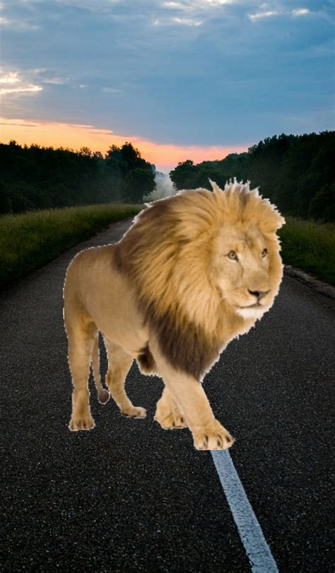 Lion In The Middle Of The Road Big Cats Cats Lion