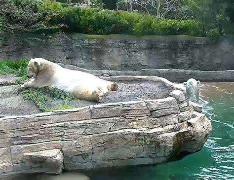 Polar bear sploot from the San Diego Zoo webcam! : r/sploot