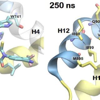 Representative Ar Agonists And Antagonists Two Proposed Binding