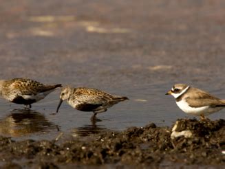 Vogelschutz Insel Kirr In Mecklenburg Vorpommern Naturefund