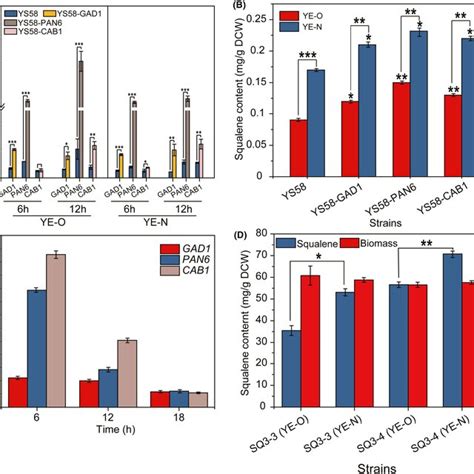 Influence Of Up‐regulation Of β‐alanine Metabolism On The Metabolic