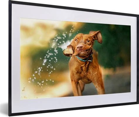 Fotolijst Incl Poster Nat Hond Water X Cm Posterlijst