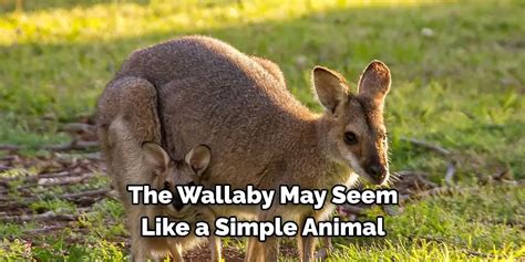 Wallaby Spiritual Meaning Symbolism And Totem Explained 2025