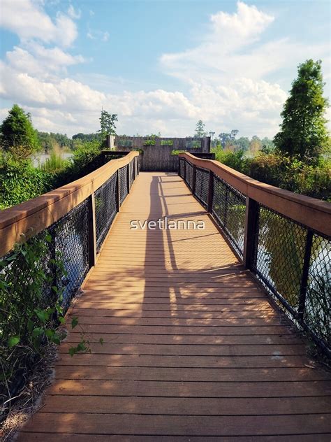 Wooden Observation Deck In Florida Wetland Poster By Svetlanna