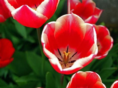 Free Images Nature Flower Petal Tulip Flowers Naturaleza Flores