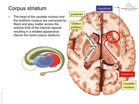 Corpus Striatum Sutura Chirurgica