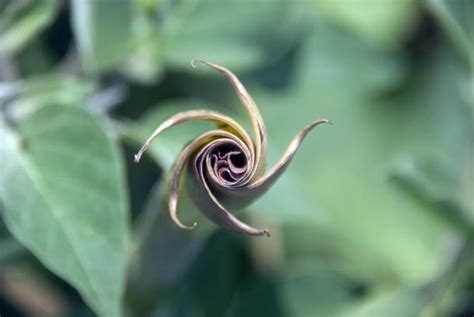 Magic Flowers Of Us Dream Trippers Found At Californias Pinwheel