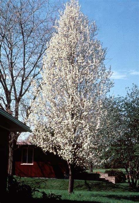 Pear, Chanticleer® Flowering - TheTreeFarm.com