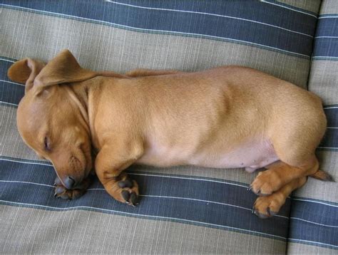 Light Tan Dachshund Puppy In Deep Sleep Pics Dachshund Puppies