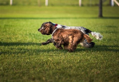 15 Best Dog Photography Tips (For Perfect Pet Portraits)