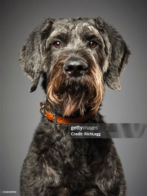 Giant Schnauzer Poodle Mix Dog Giant Schnoodle High-Res Stock Photo ...