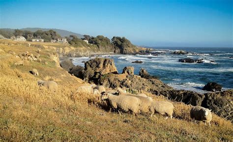 The Sheep Herd On The Sea Ranch Mendonoma Sightings