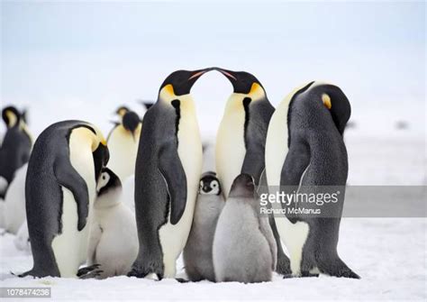 Emperor Penguin Couple Photos And Premium High Res Pictures Getty Images