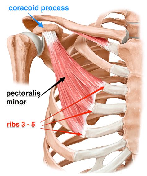 Pectoralis Minor Muscle Muscle Anatomy Yoga Anatomy Body Anatomy